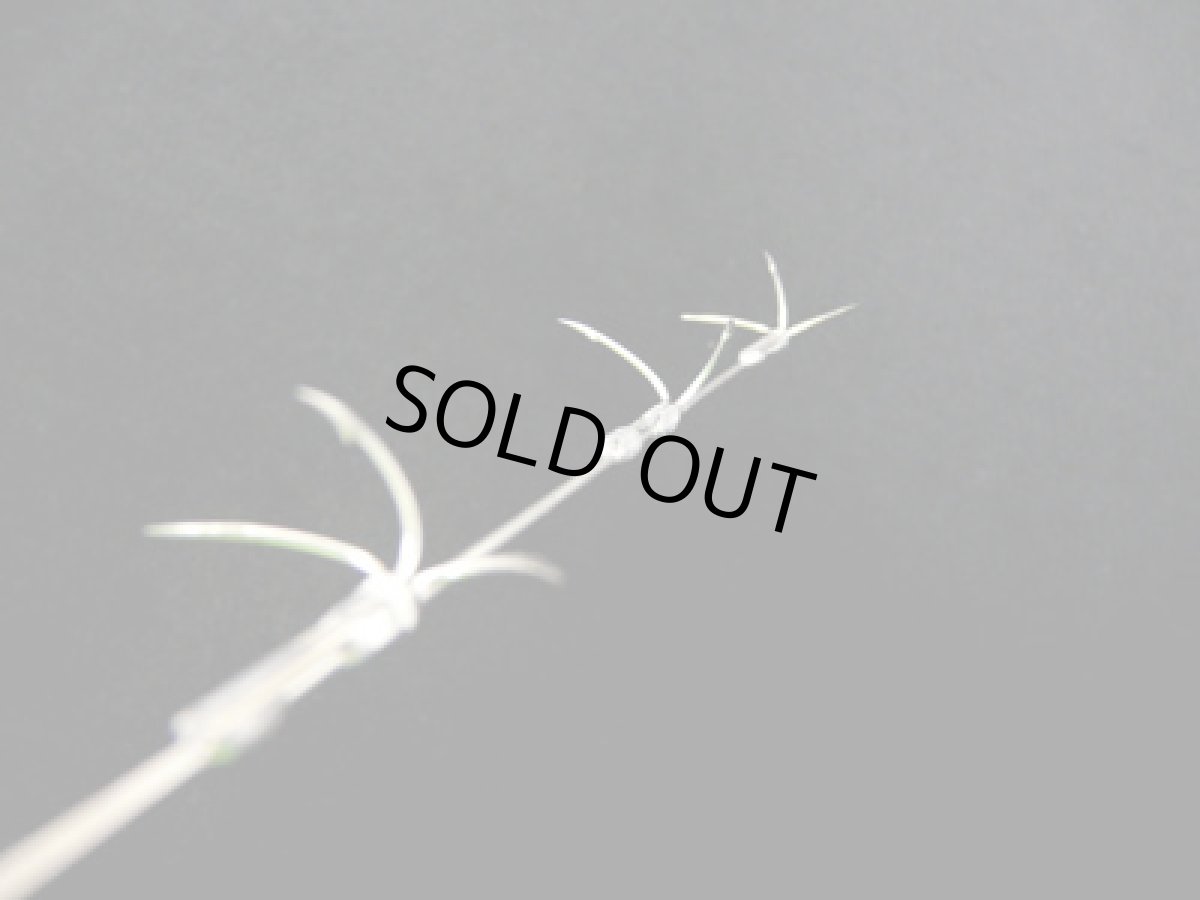 画像5: あおりねっと☆ビートルヤエン(2本入り) (5)