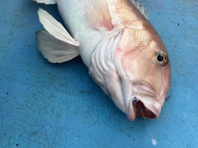 画像3: ハリミツ(HARIMITSU)☆誘いアマダイ 4号 C-119　