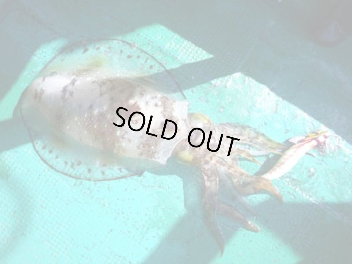 画像4: あおりねっと☆エッギーGL 3.5号 5本パック（ステッカー付き） (4)