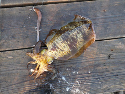 画像5: あおりねっと☆挟み式ヤエン（標準型） (5)