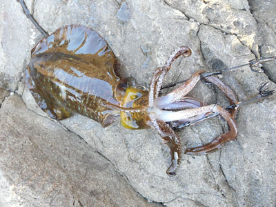 画像6: あおりねっと☆挟み式ヤエン（標準型） (6)