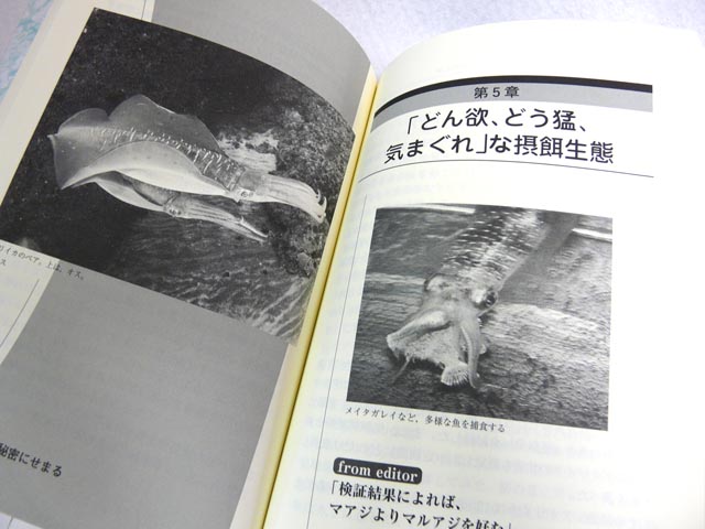 画像: 成山堂書店☆アオリイカの秘密にせまる―研究期間25年、観察した数3万杯―【メール便だと送料220円】